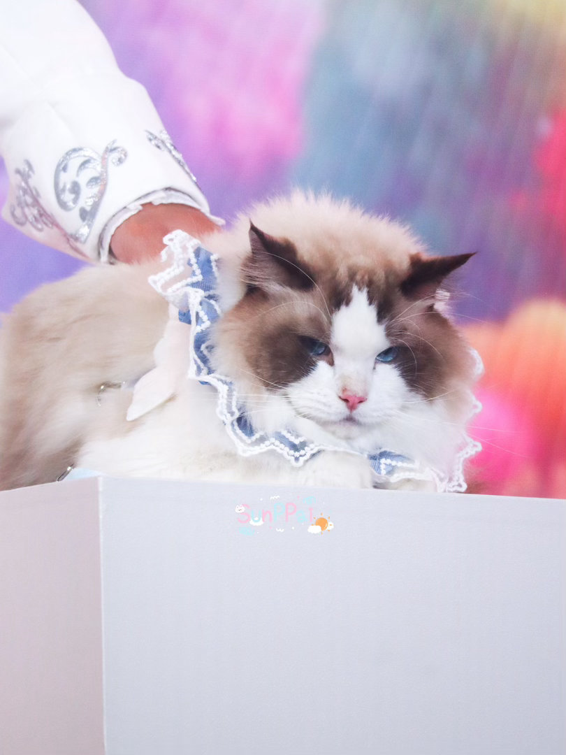 尊贵的猪木爵士殿下©SunRay8693 