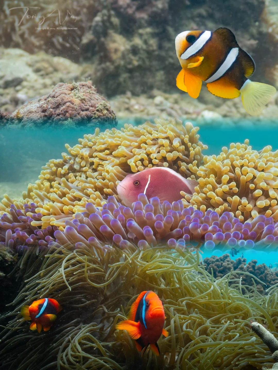 第一次潜水，在三亚实现了小丑鱼自由！