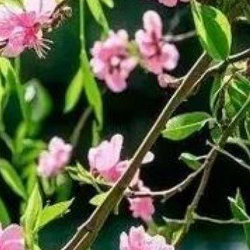 青春使人生盛开鲜花，理想使青春盛开鲜花，奋斗使理想盛开鲜花，勤奋使奋斗盛开鲜花。
