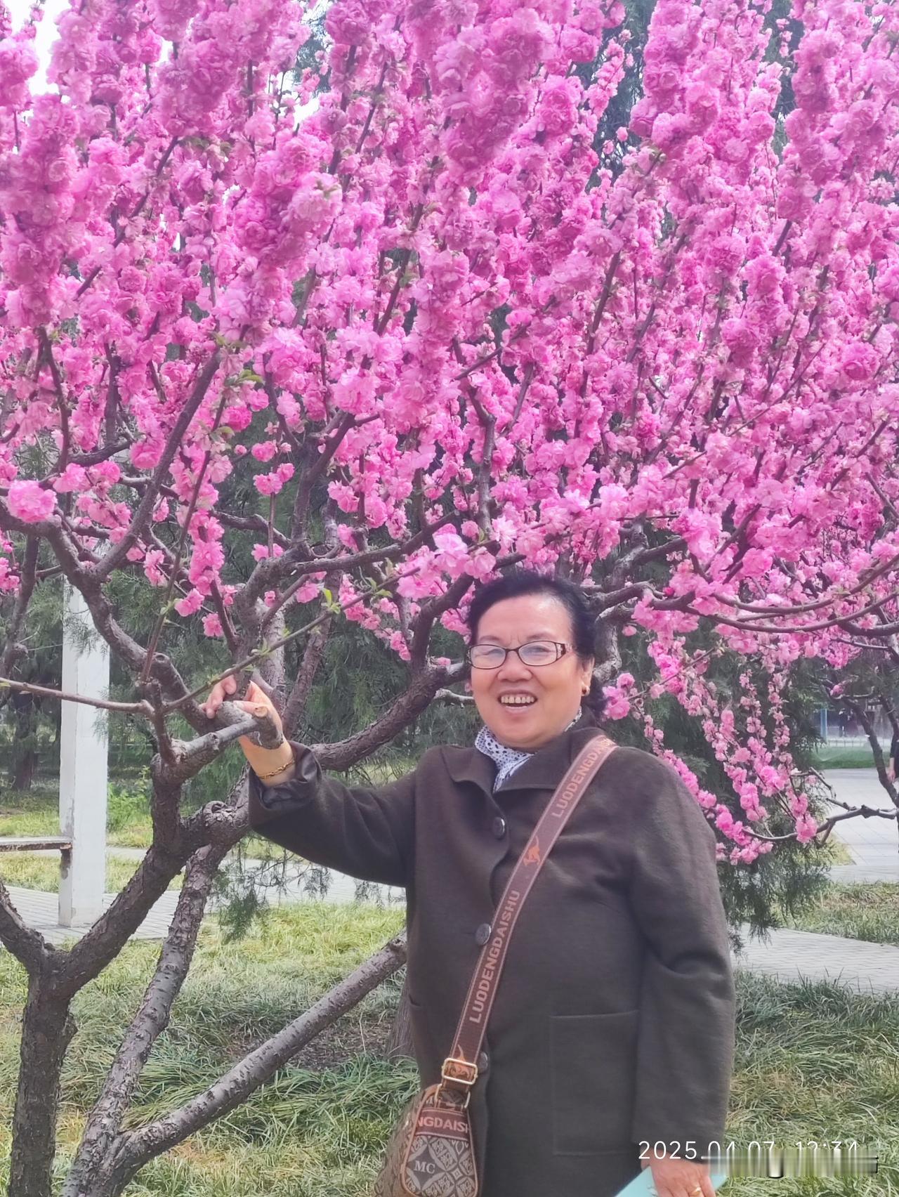 春风漫过花枝，岁月温柔了时光
 
春风拂过枝头，满树榆叶梅开得热烈又烂漫，粉紫的