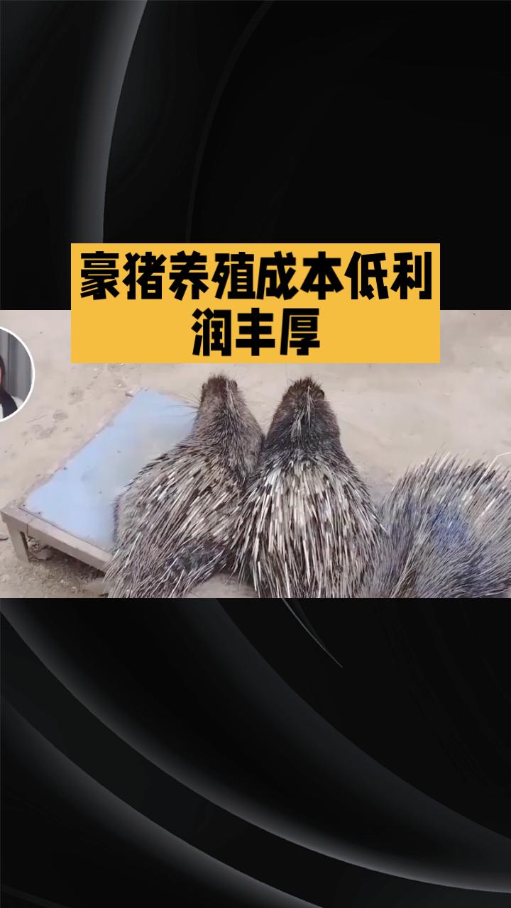 豪猪身上拔下的刺竟然能卖到400元一斤，这是真的吗？
近日，四川内江的余先生因其