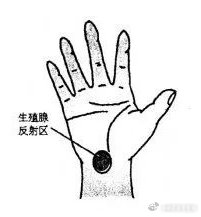 阳痿，这里必有痛点！揉通它，可快速改善[赞]方法：每天按揉外踝骨后面的生殖腺反射