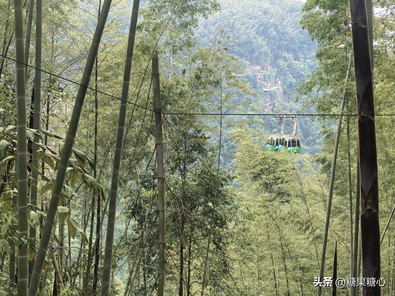 蜀南竹海春笋季节。这几天可以去挖笋子了。