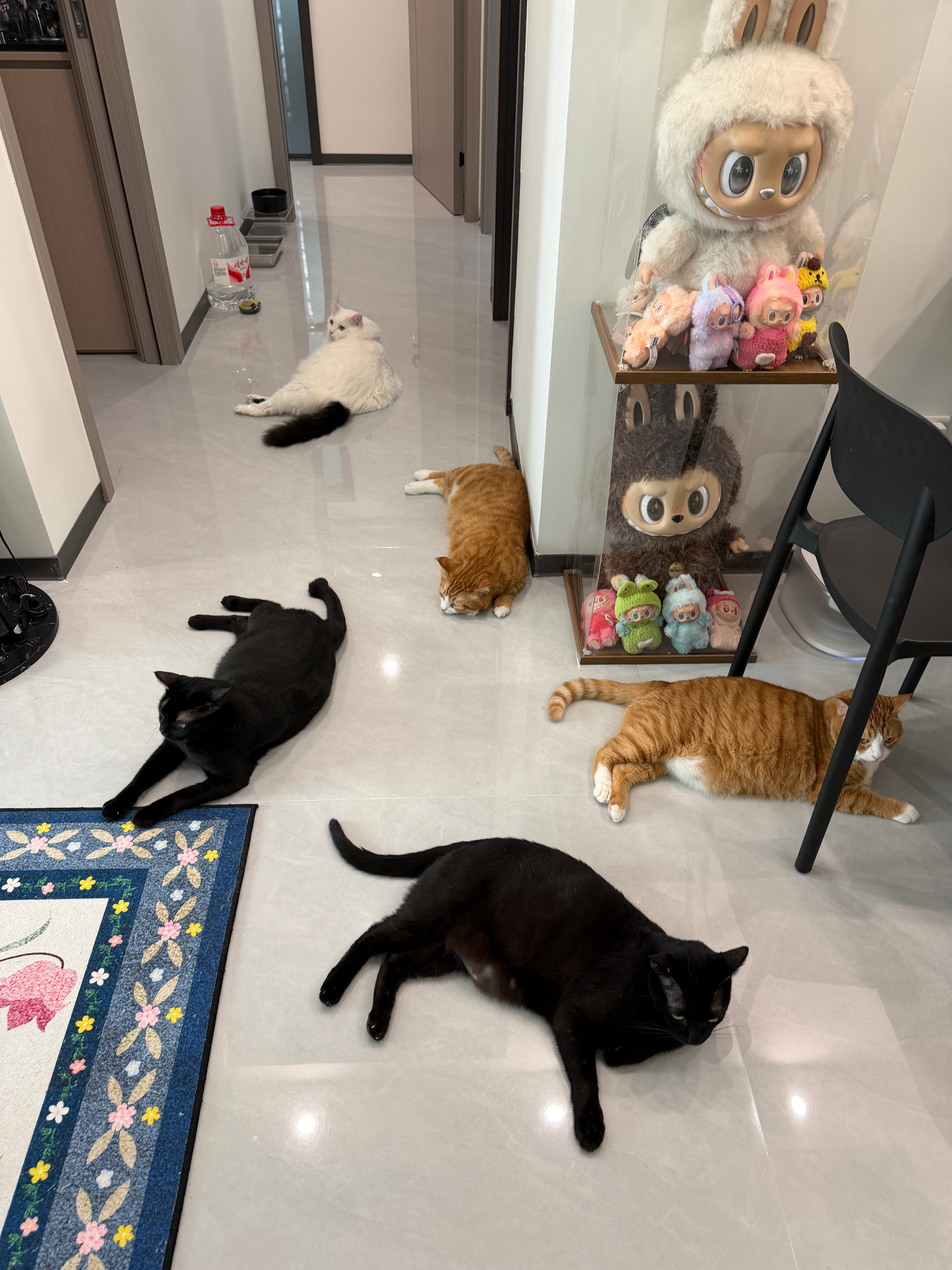这个天气真的热死小猪了～咪包奇[超话] ​​​