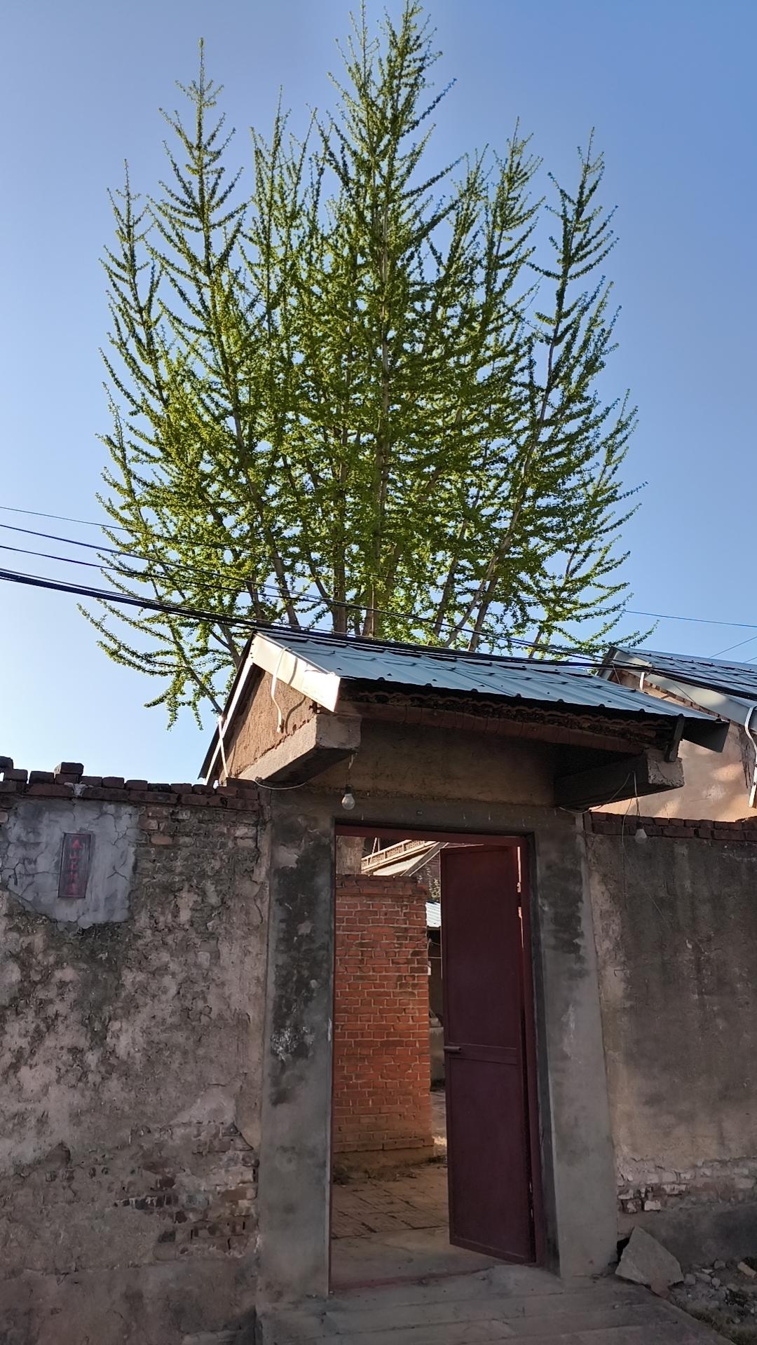 下午，离开老家的时候，
母亲依然送出门口，来到大街上。
车将启动时，我忽然想起来