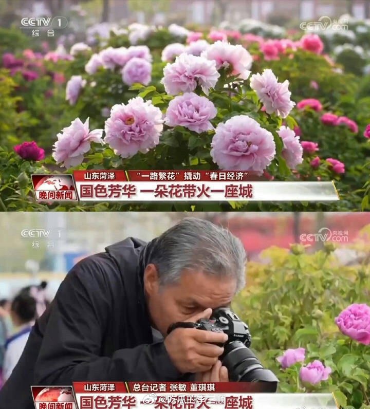 杨紫《国色芳华》《生命树》再登央视