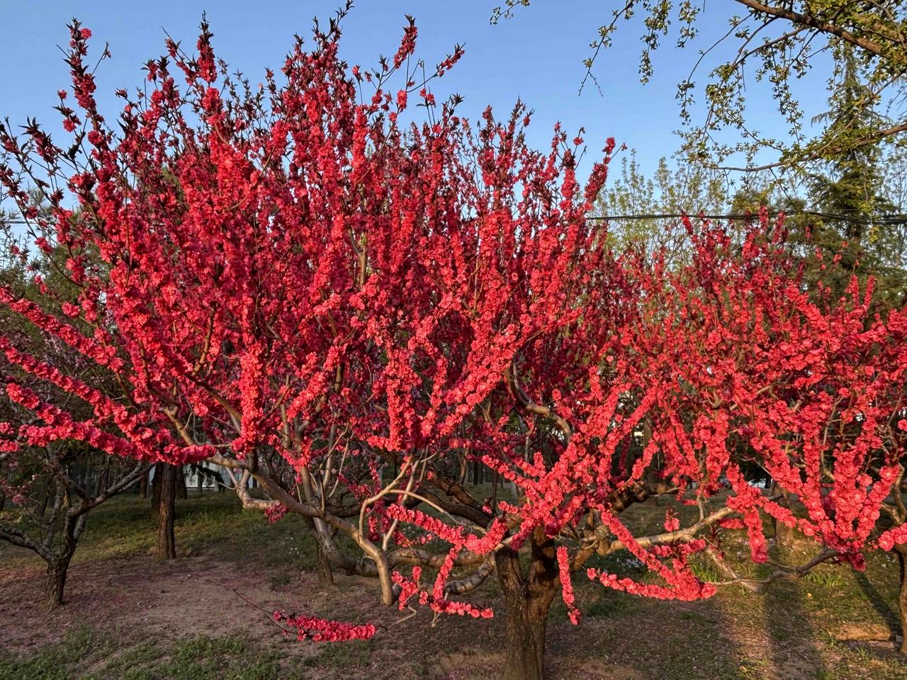 来一组照片证明花开正艳在公园现拍的照片，樱花盛开，桃花正妍，最美人间四月天，美不