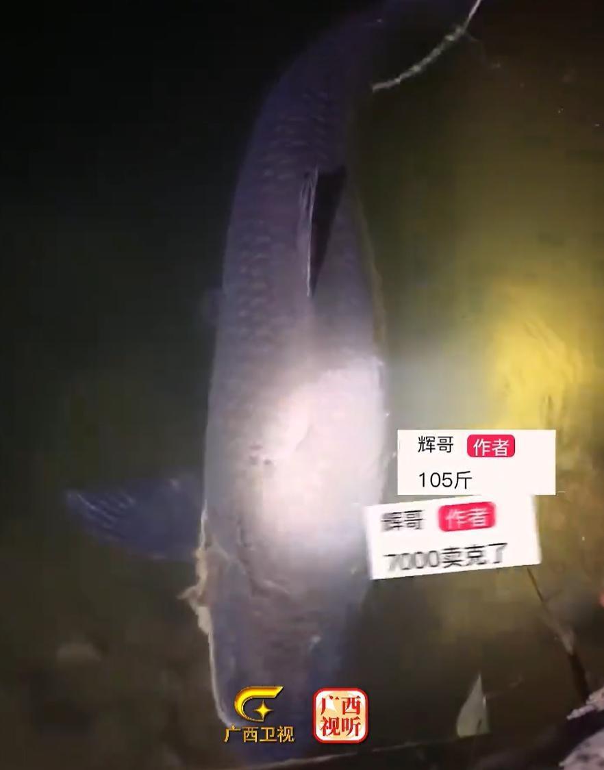 对于男子钓上 105 斤大鱼卖 7000 元这件事，大家有什么想法呢？欢迎在评论