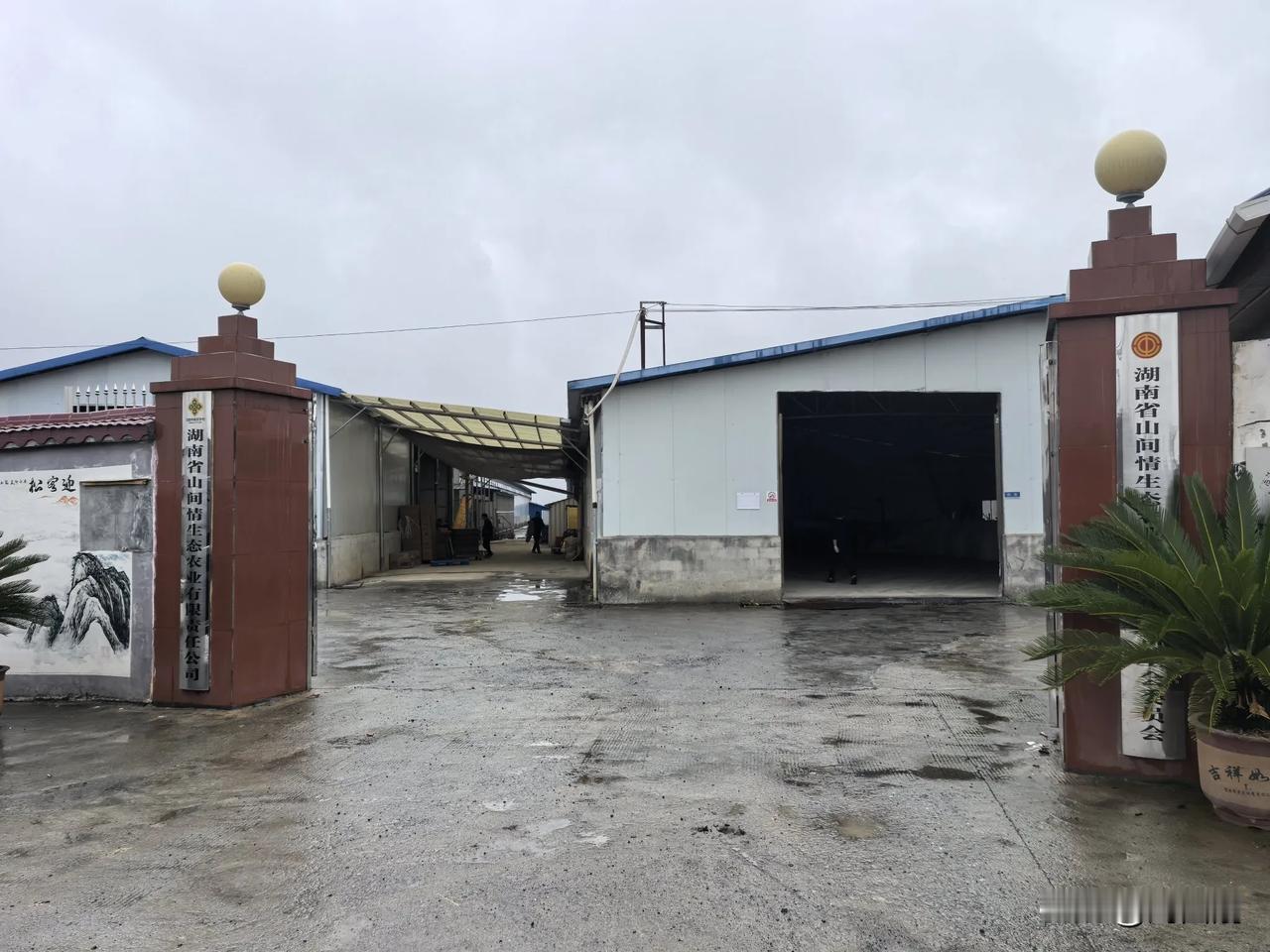 鹧鸪天·参观山间情生态养鸡场抒怀
（2025年3月14日）
翠岭缠云接碧苍，柴扉