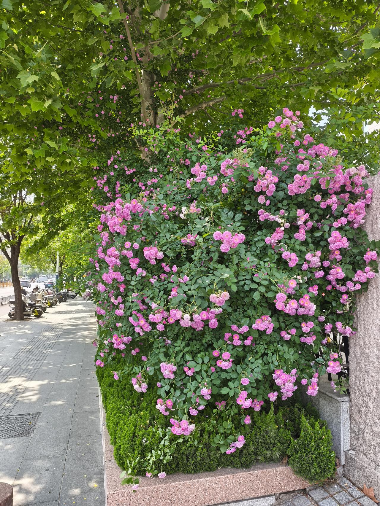 将母亲送到颐养中心了！
闺蜜打电话来了。前段时间，母亲住院了。出院以后，闺蜜老俩