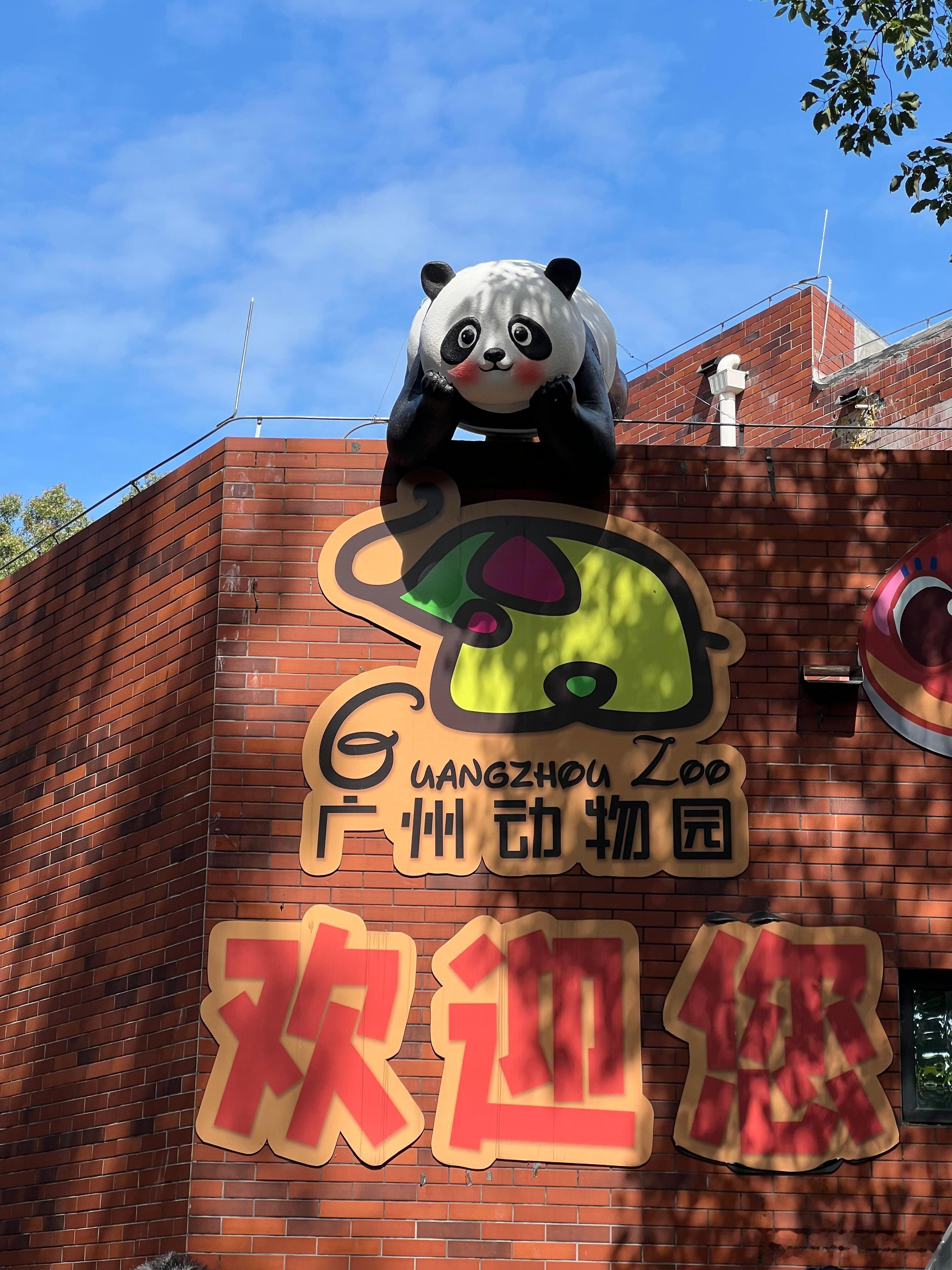 看全运顺便撸“国宝天团”！广州动物园新熊猫馆把4只滚滚的萌力+全运氛围打包给你，