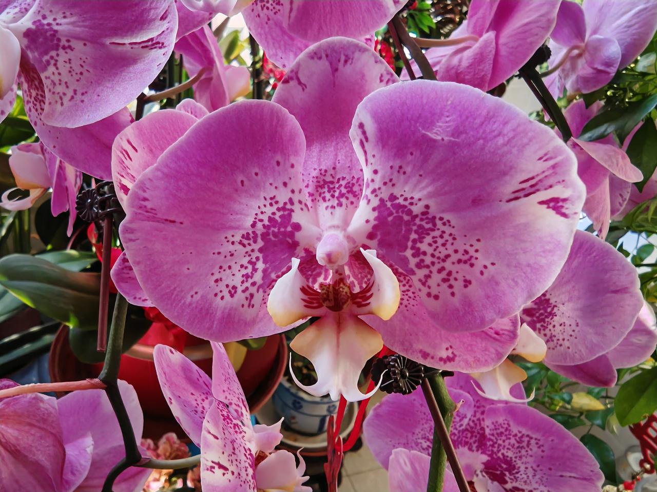 仔细观察
这花的形状和颜色
才知道
这花儿
为什么叫蝴蝶兰？