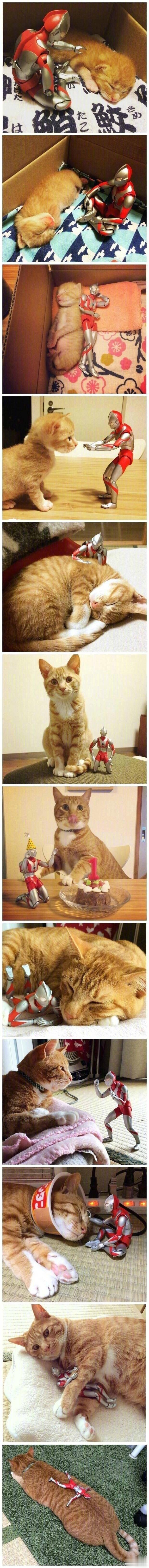 橘猫的成长真的很快 【搞笑】 