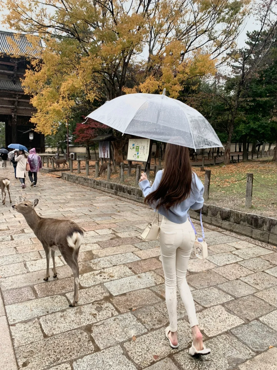 雨天的奈良小鹿🦌