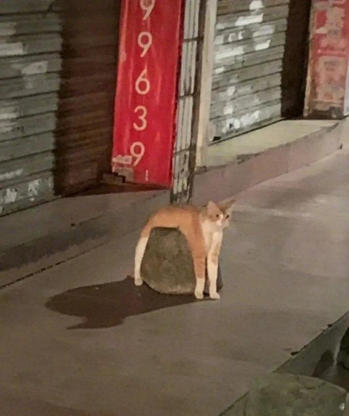 被这只小猫咪逗笑了，液体猫 