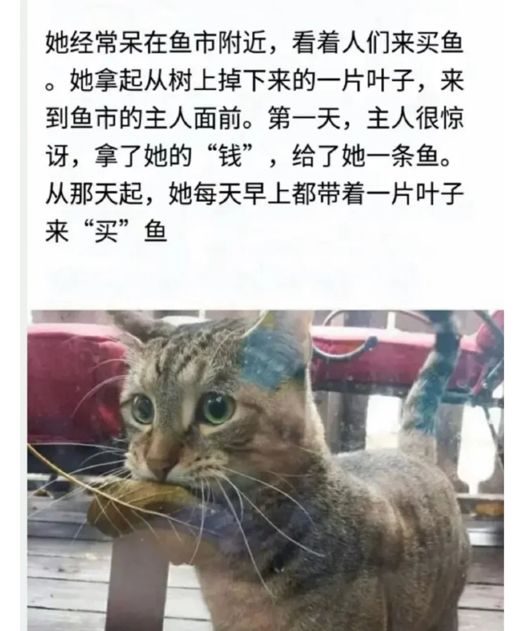 经常来买鱼的猫猫