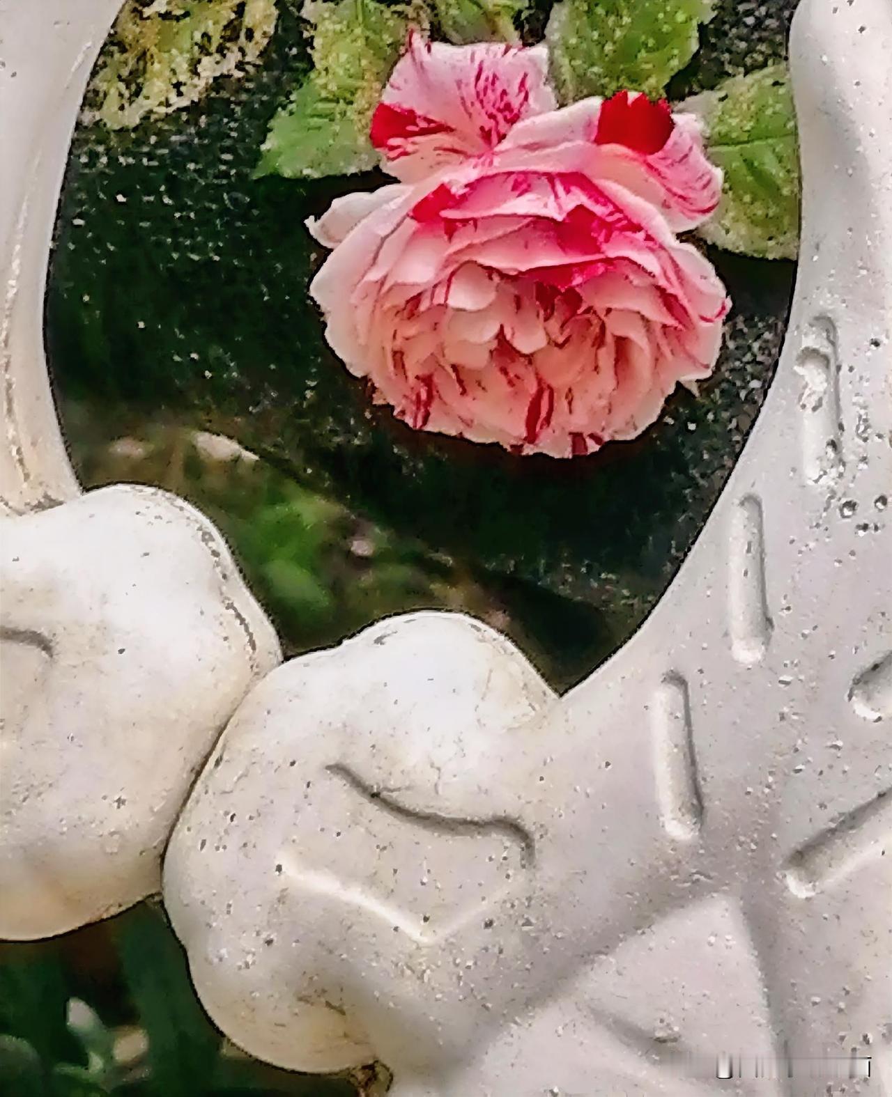 《蔷薇花（李林4月18日摄于汉中城固）》