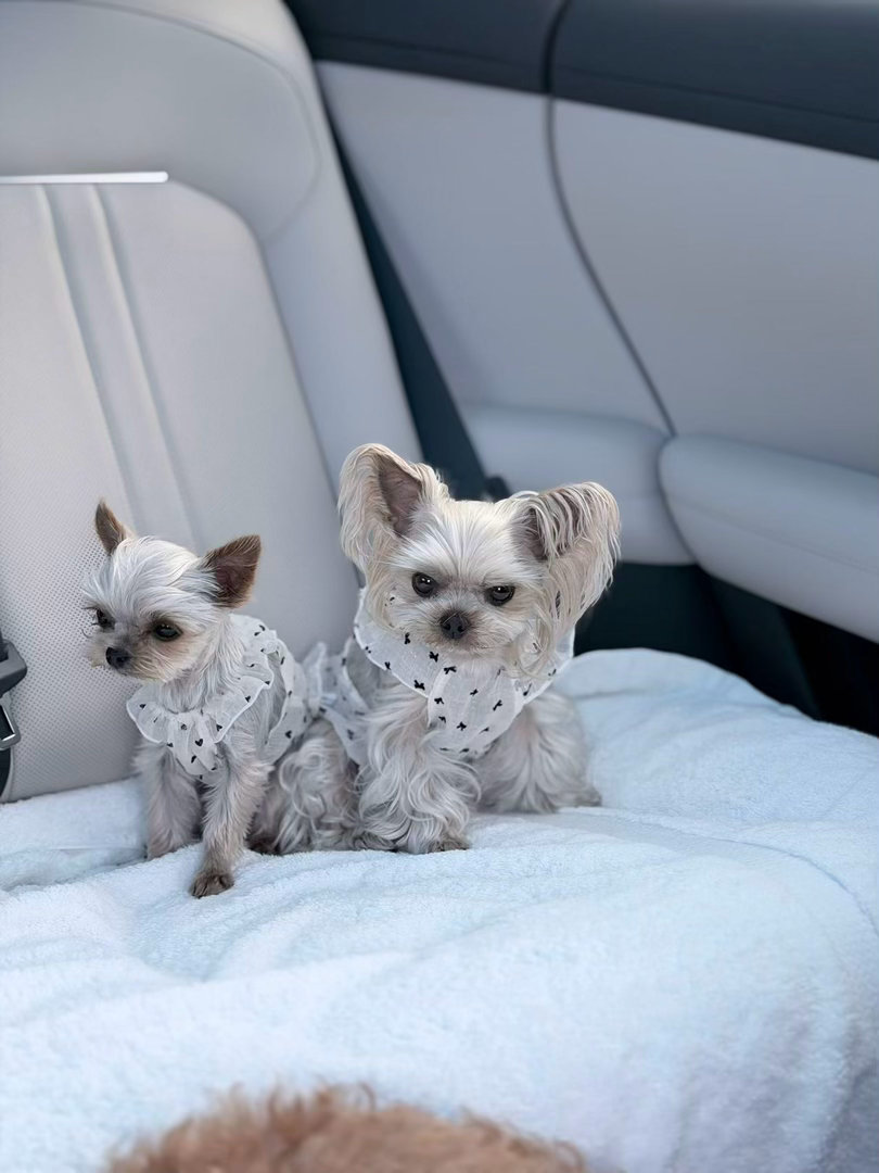 陈小纭阶段性减肥被狗狗蛐蛐了 谁能拒绝陈小纭和她家毛孩子的组合啊！配音整活吐槽减