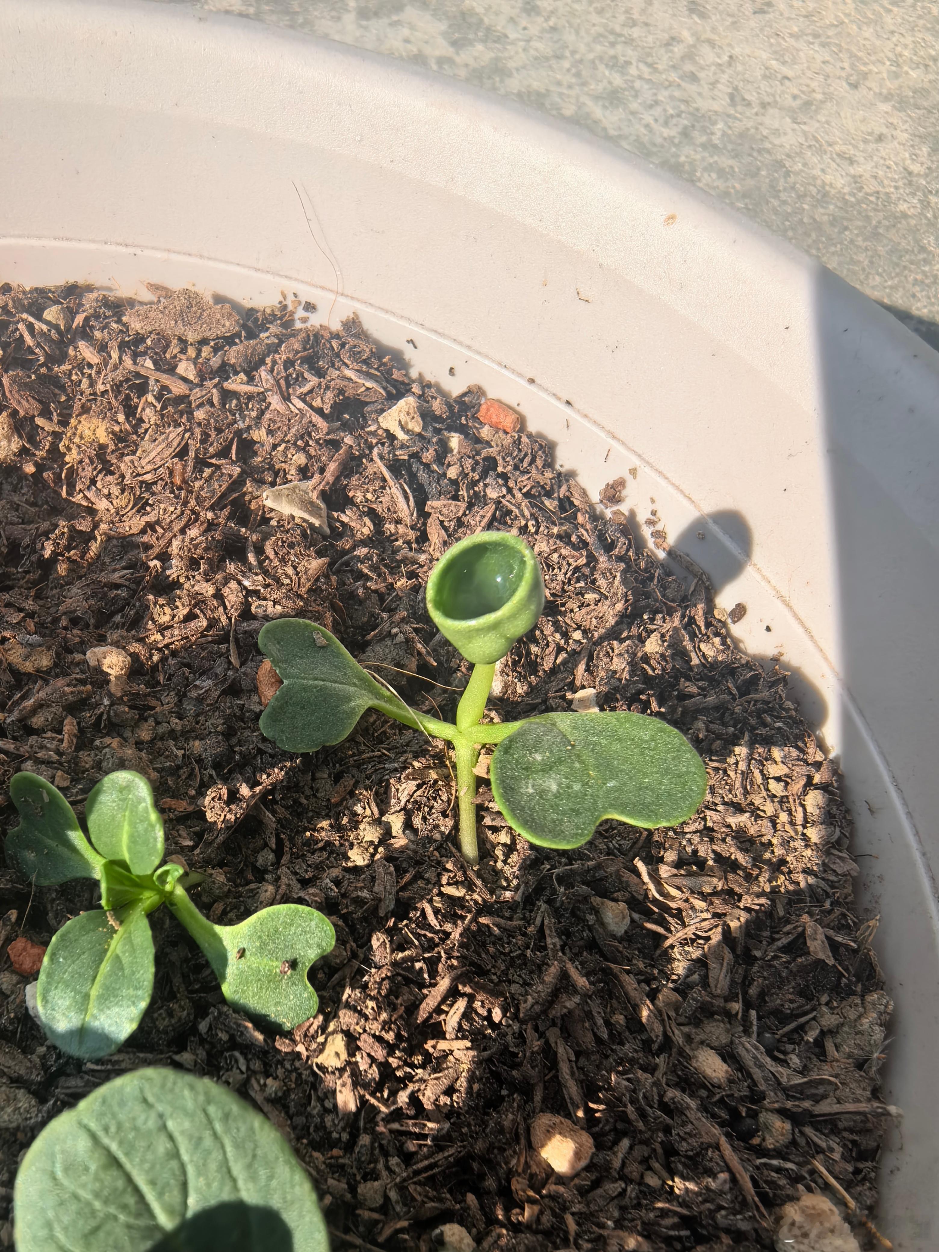 这个菜怎么长这样像豌豆射手 