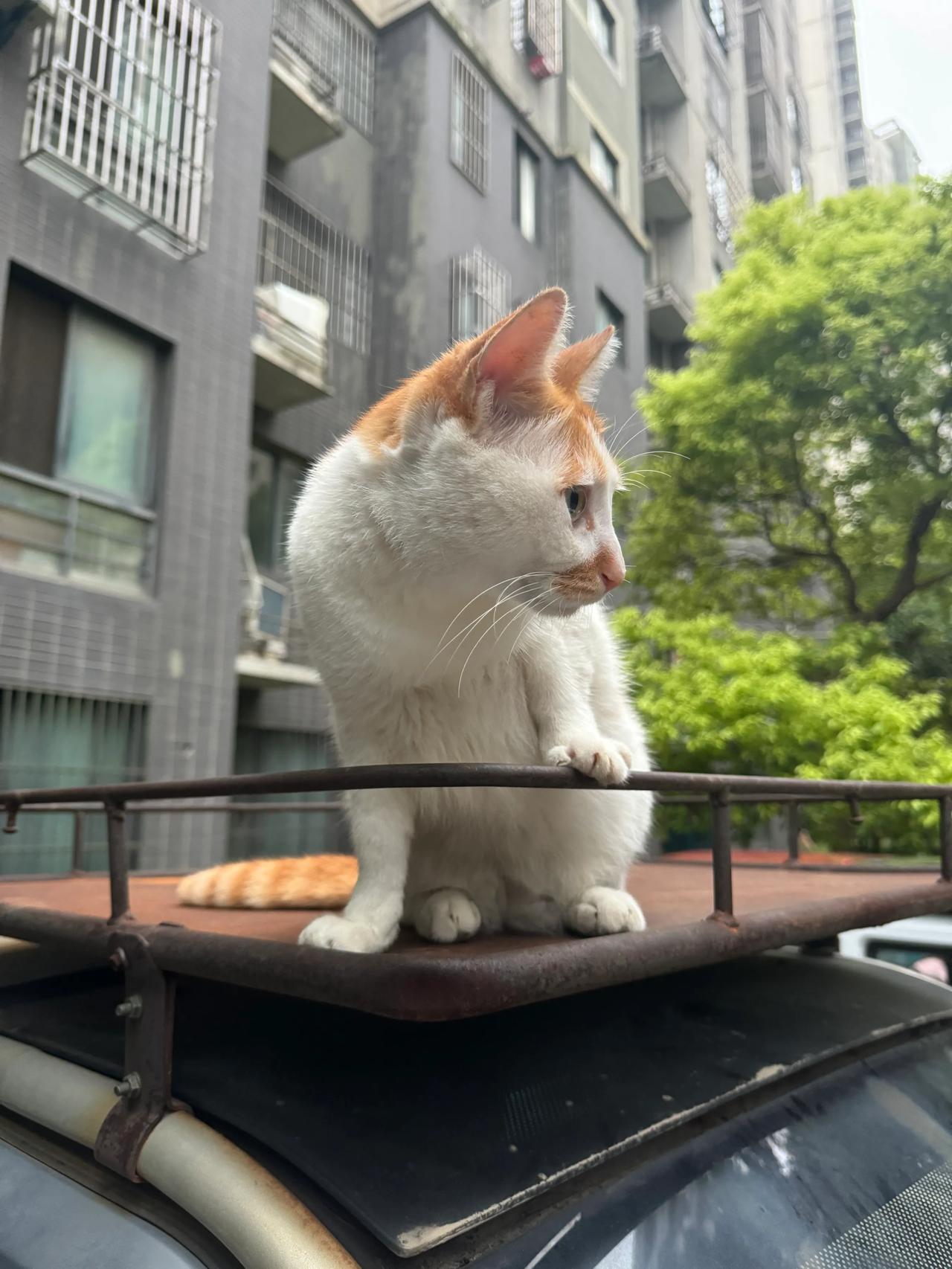 互换一张你的流浪猫  要实拍哦