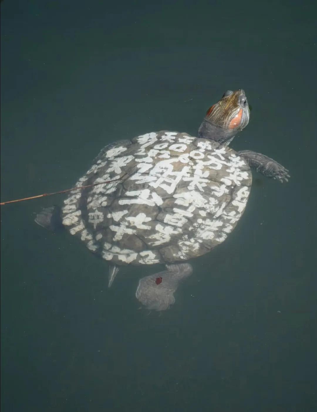 谢少华，你的乌龟出来晒太阳啦！
家人们谁懂啊！网友在西湖碰到一只乌龟，背上被写满