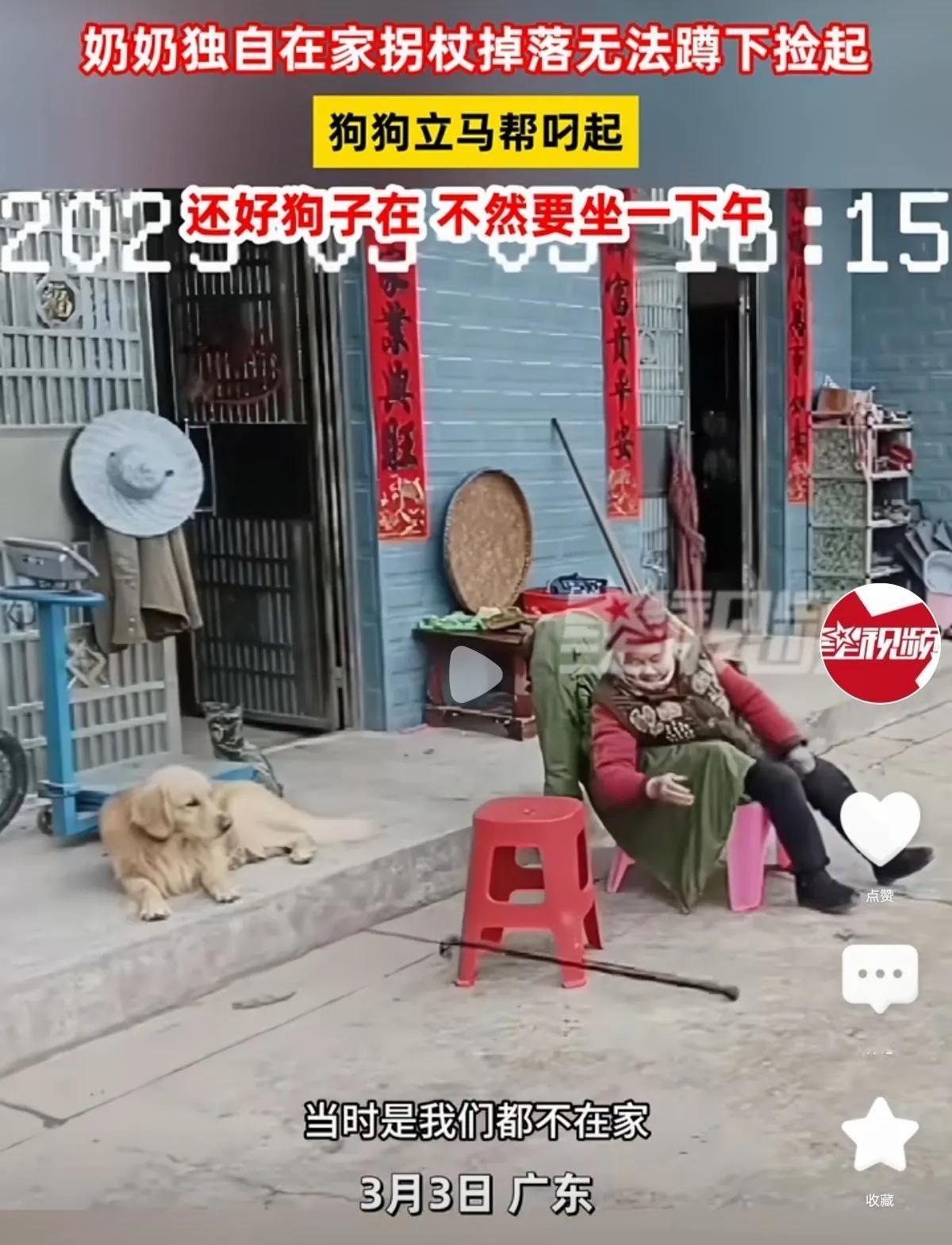 近日，一条 “狗狗帮独自在家的奶奶叼起掉落拐杖” 的视频在网上火了。3月3日，广