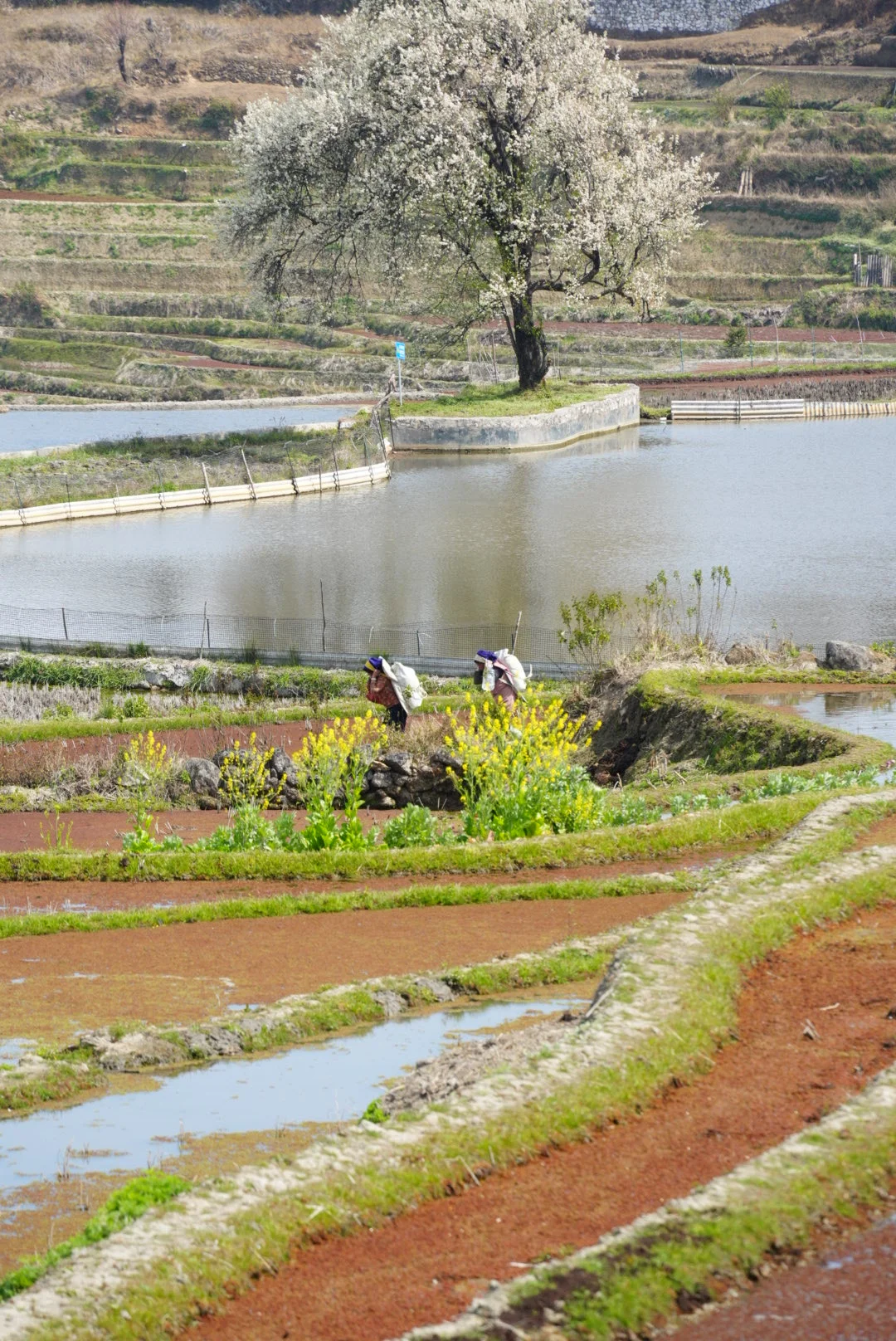 元阳梯田真实感受