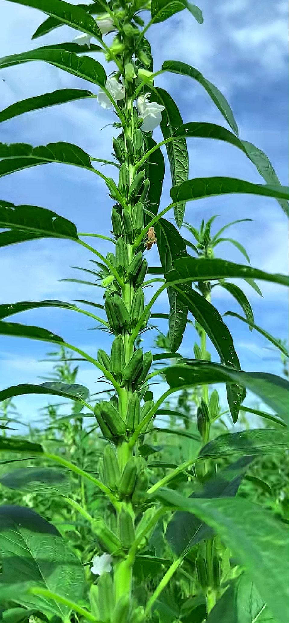 分享一张你拍的花，什么花都行这是芝麻，芝麻开花，节节高。