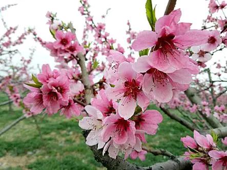 老来无伴友不来
手机让我乐开怀
长恨春归无觅处
这里四季百花开