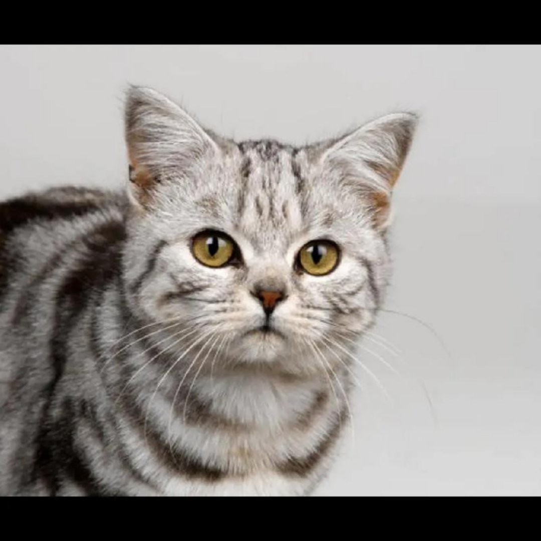 #猫王大赛冠军猫在京拉满仪式感#  冠军猫非常的受到大家喜欢和欢迎，而且能够感受