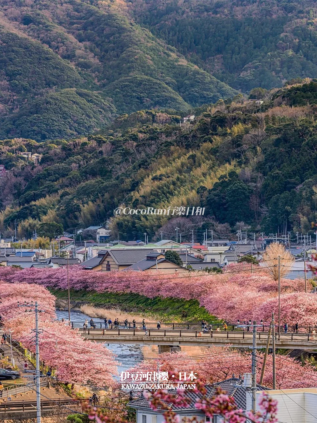 🌸25年伊豆河津樱花节时间已公布❗附攻略