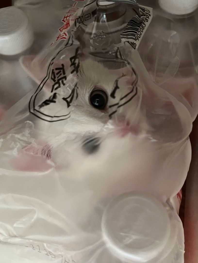 他今天有事要忙早上起来把咪放出来，疯咪把我挠了，他一顿揍咪，然后出门上班了。我在