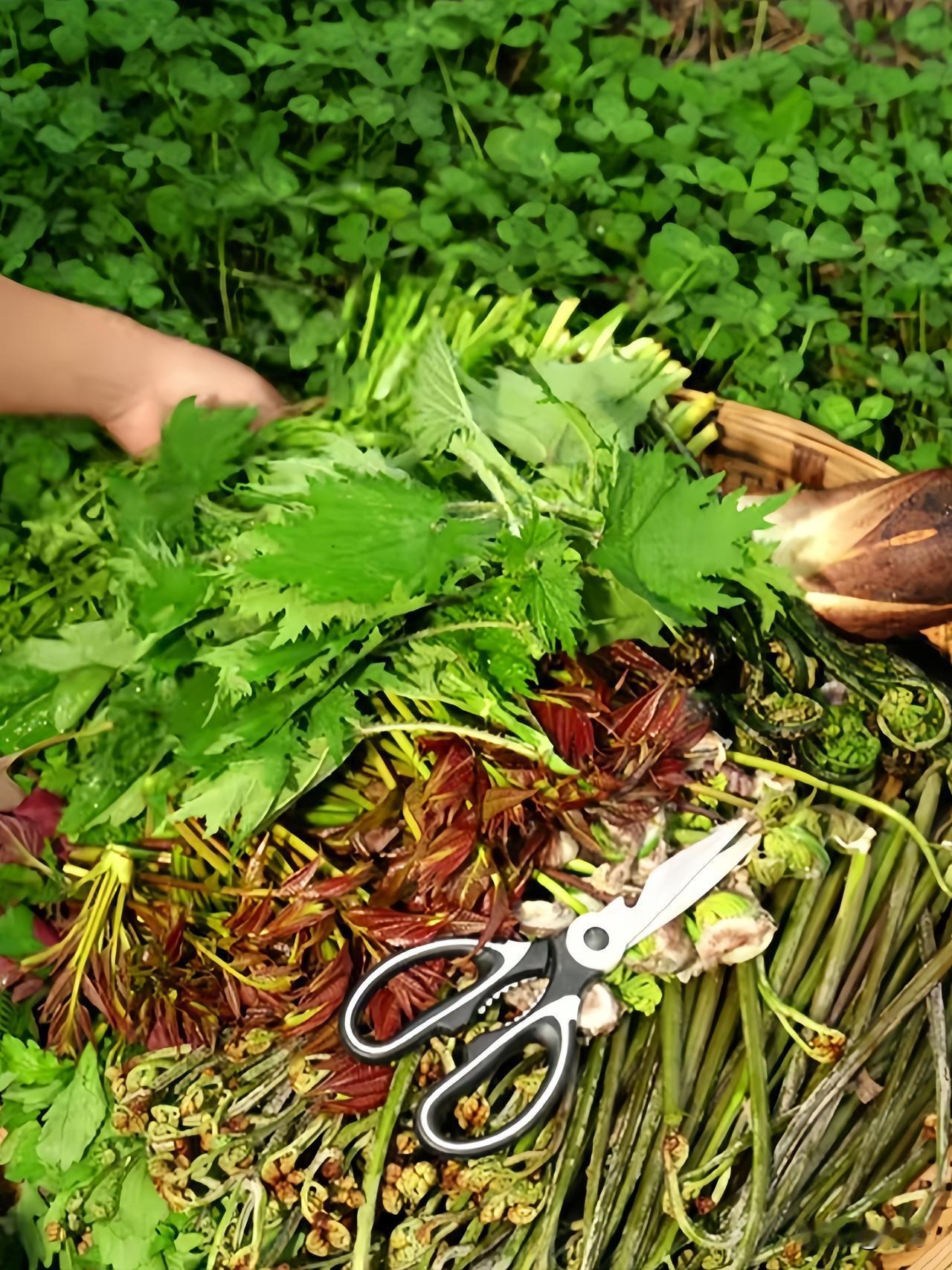 野菜成了香饽饽，真有那么好吃？
 
也不知道从啥时候开始，
野菜成了餐桌上的时尚