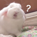 黑猫Jx