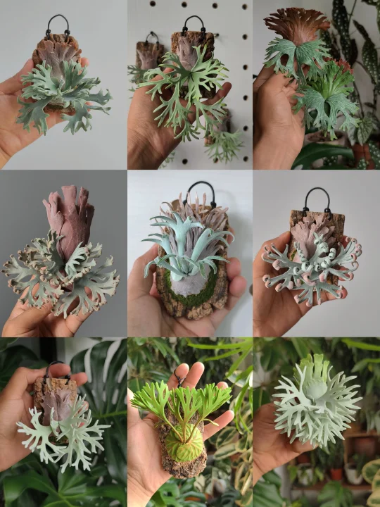 我的五花八门鹿角蕨！粘土侏儒系列展示。
