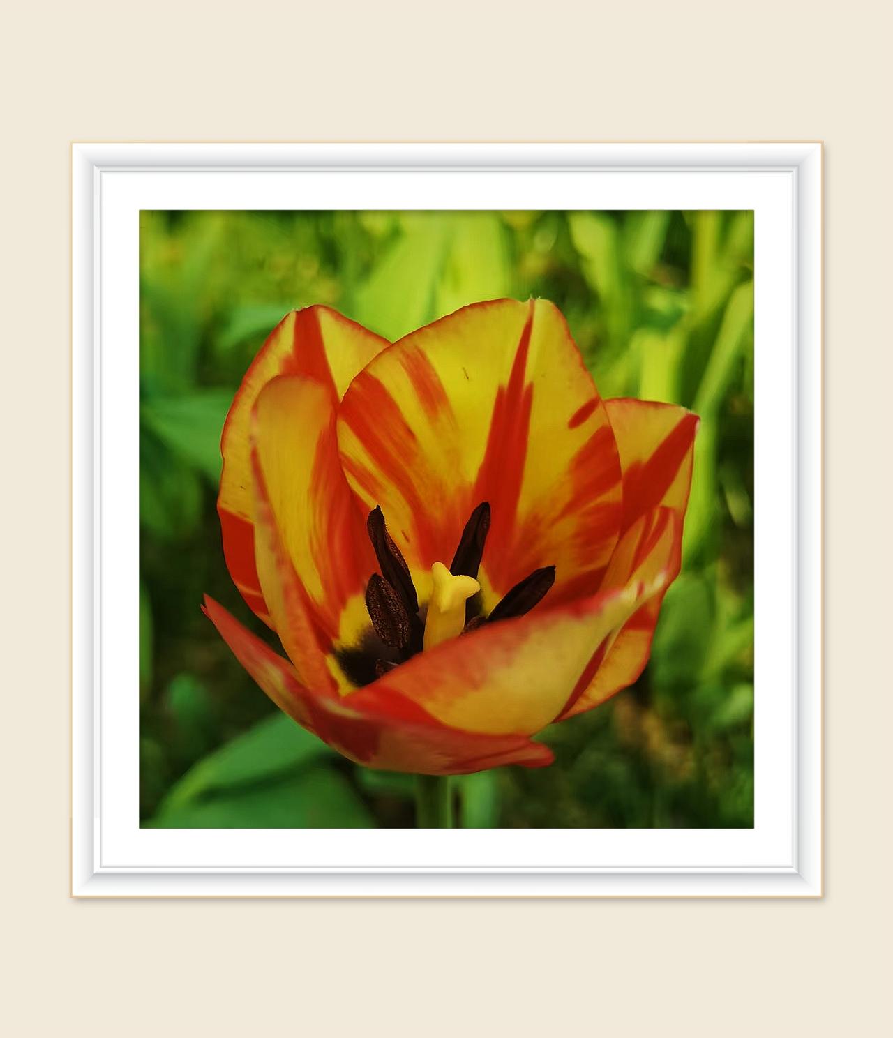 看看你拍的玉兰花中山公园郁金香