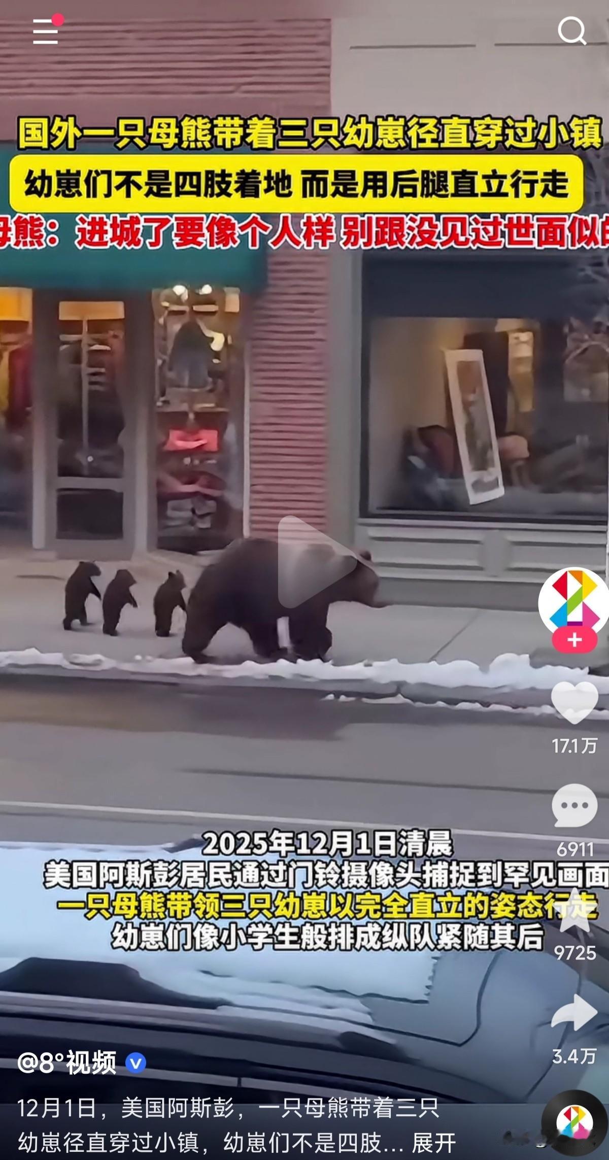 美国居民居然通过门铃摄像头捕捉到罕见画面，一只母熊带领3只幼崽以完全直立的姿态穿