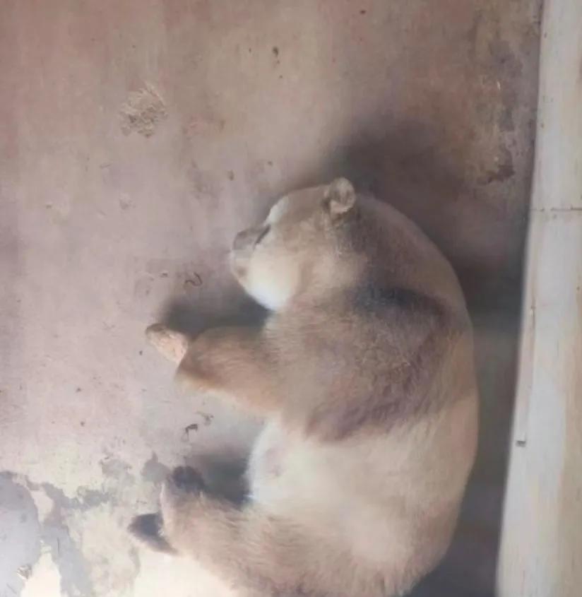 七仔仔，这个角度真的很像一头猪猪！
一头拼色的稀有花色猪！[呲牙][呲牙][呲牙