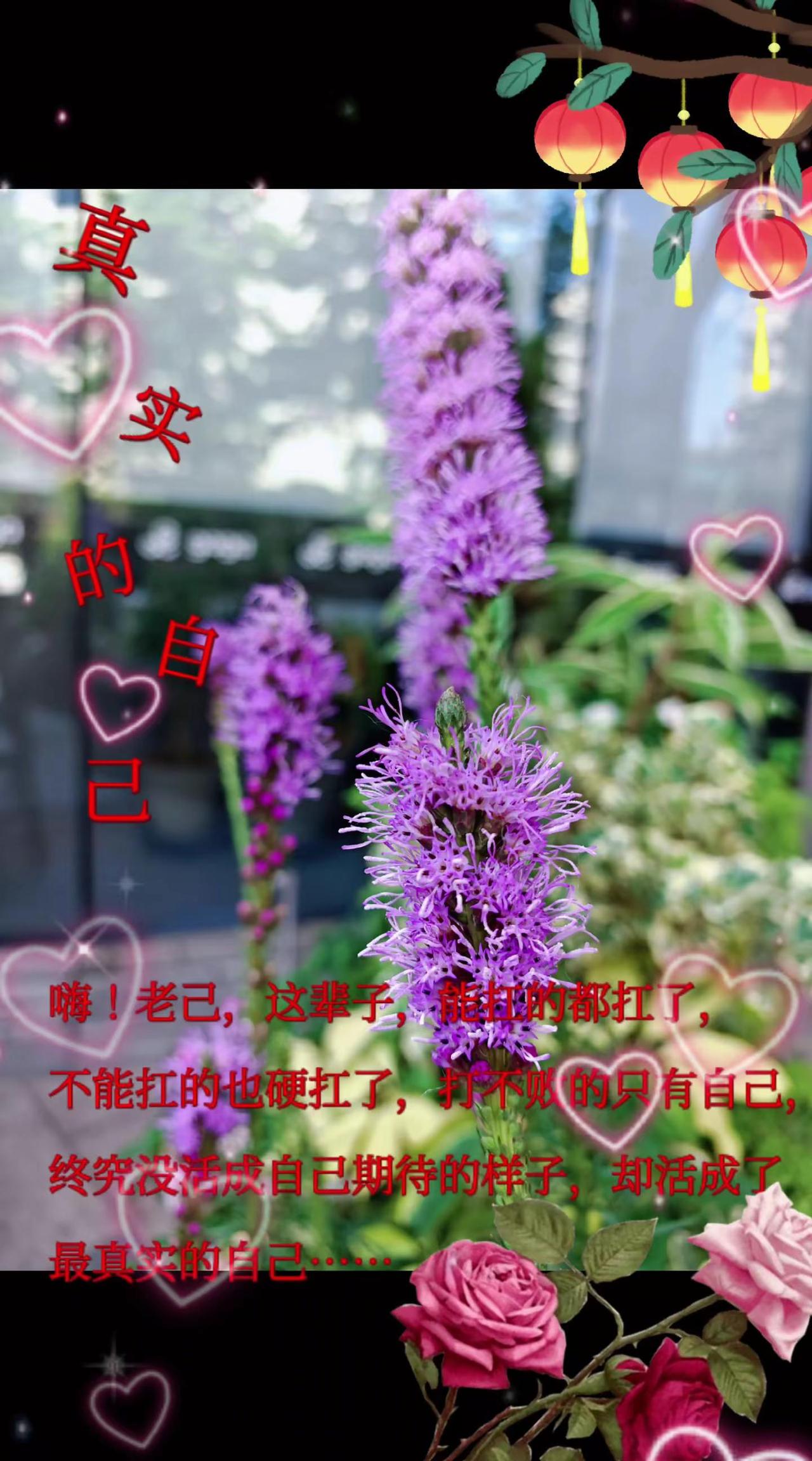 紫花地丁
