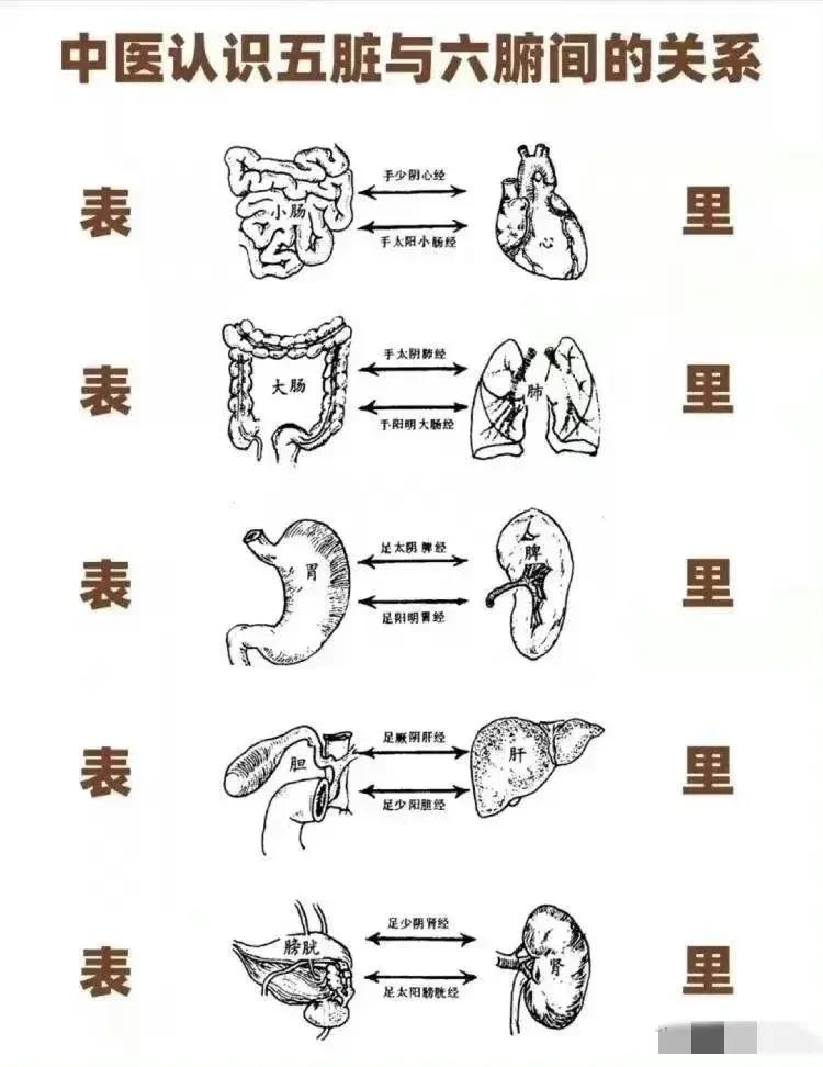 五脏六腑的健康是维持我们身体健康的关键，那么你知道哪些是最好的补药吗？

五脏六