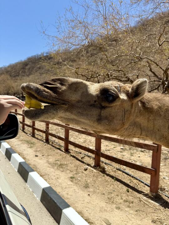 嘟嘟唇的风吹到了阿曼萨拉拉