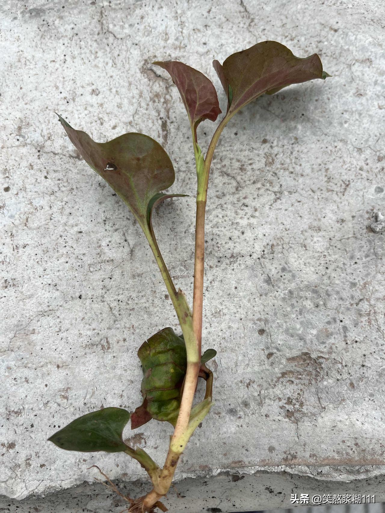 今天工地上下雨，闲来无事去挖了点野生折耳根回来吃。

项目上几个女管理人员都不吃
