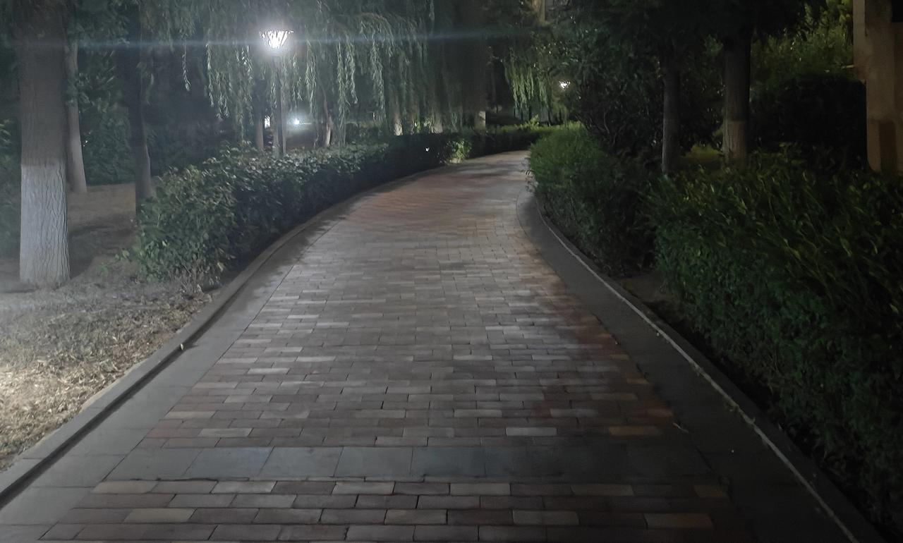 白天穿梭小区里的流浪猫看不见了，晨起黑头灰背白肚皮，嘁嘁喳喳的灰喜鹊也上树枝睡觉