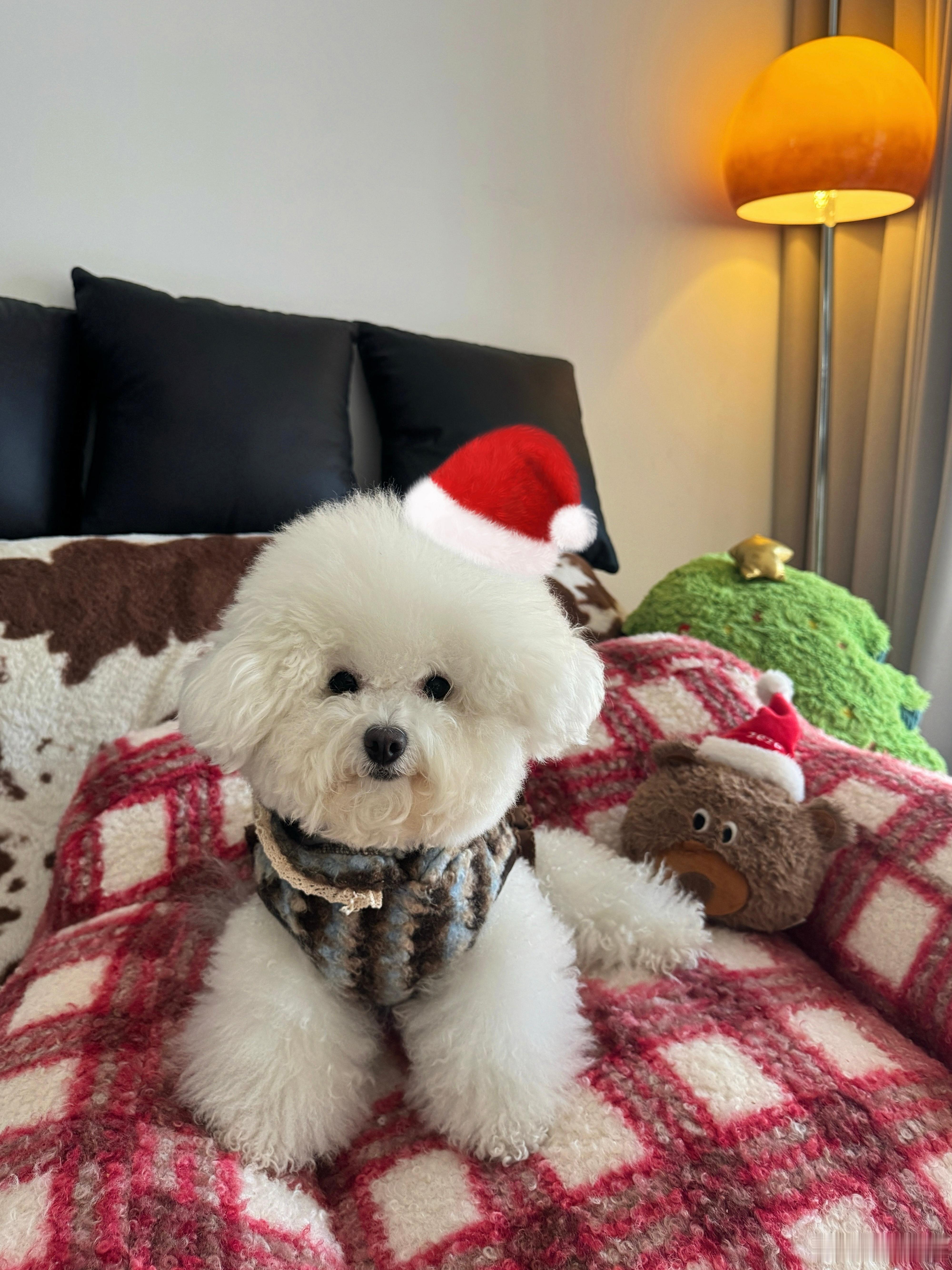 圣诞宝宝出现🎄🐾 