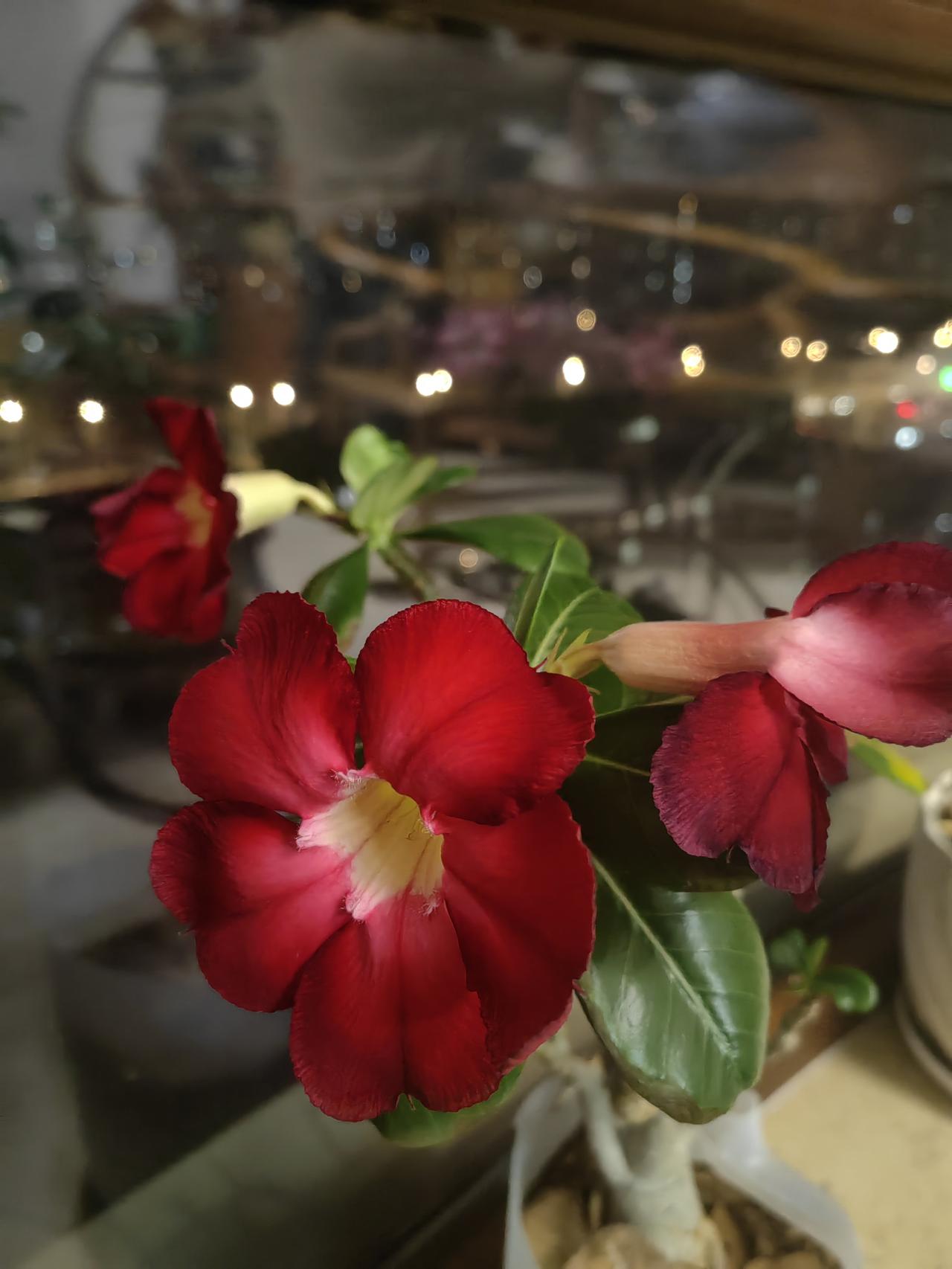 保定的神速啊，乐凯大街，东风路口到五四路口，昨天下午还没有动工，一个晚上，路面旧