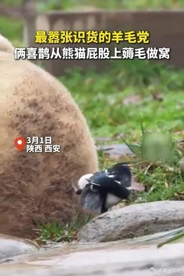 俩喜鹊从熊猫屁股上薅毛做窝！喜鹊蹬在熊猫屁股上薅毛 近日，有网友发现两只喜鹊频繁