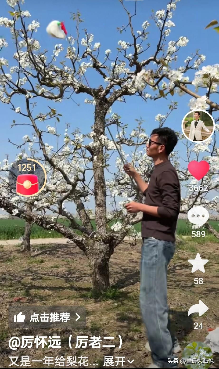 昨天厉怀远更新一个是关于砀山梨园的花开的视频，昨天为梨园除草，

今天为花开授粉