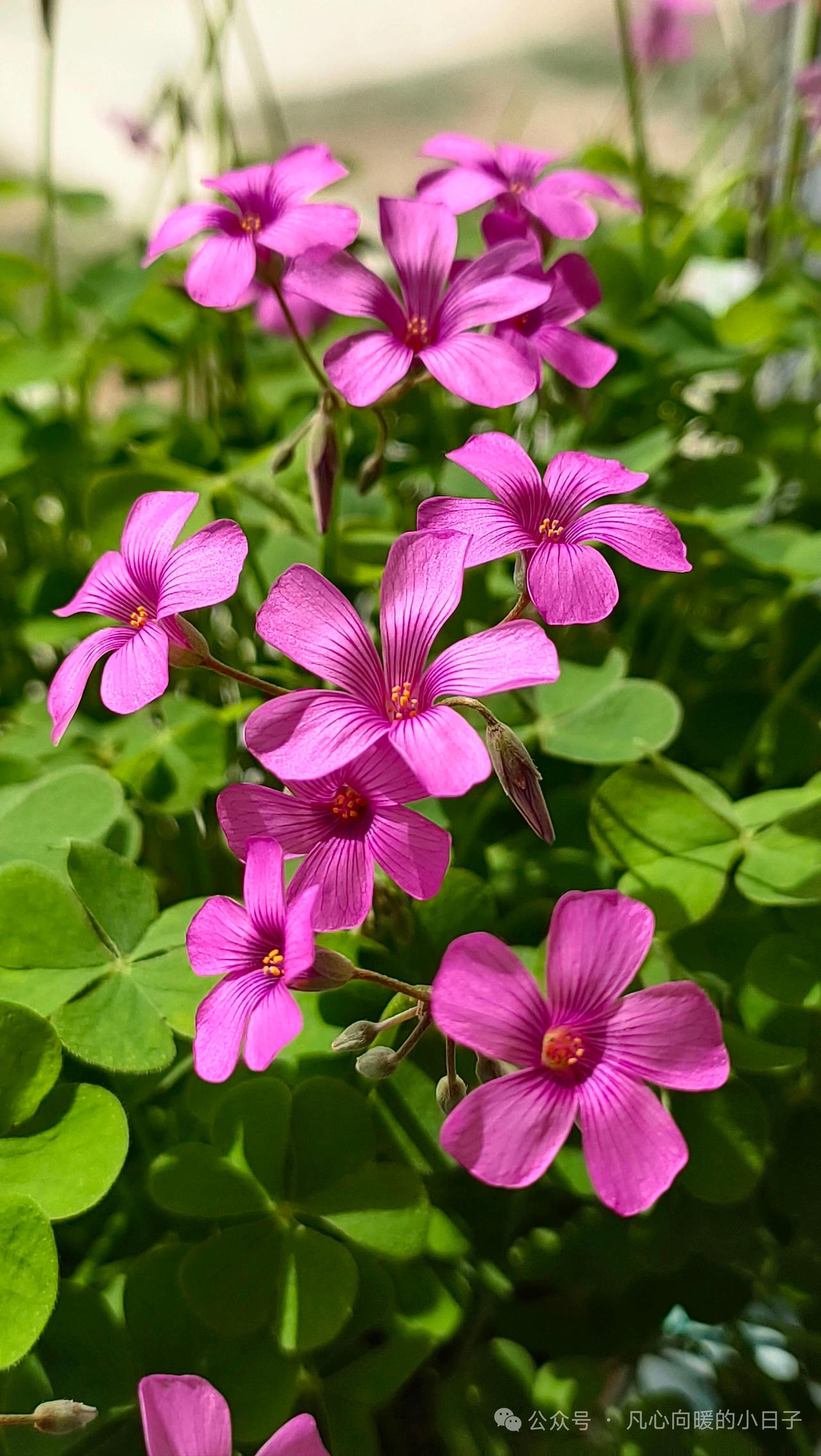 粉嫩嫩的小花，阳光下的浪漫时光🌸🌞