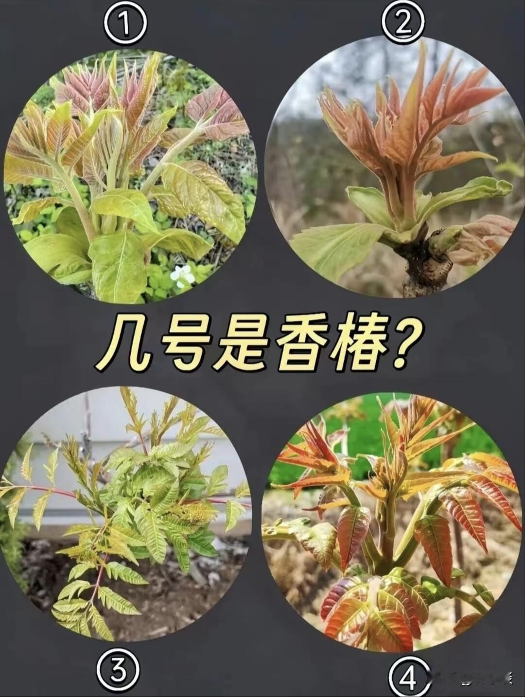 几号是香椿，到了吃香椿的季节了，但是呢，有很多树发的芽跟香椿芽很像，如果不仔细分