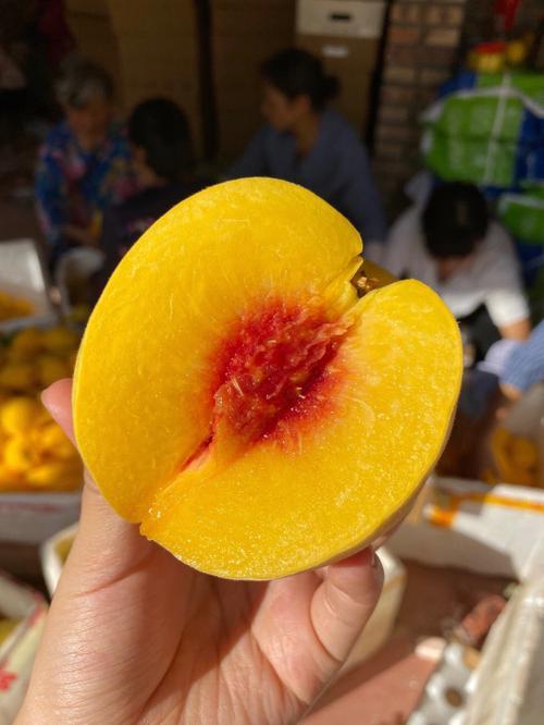 一口爆汁！锦绣黄桃打卡攻略🍑软糯香甜天花板
每年最期待的水果就是锦绣黄桃！金黄